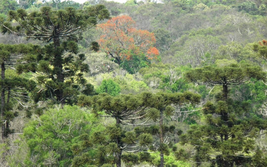 Fatma aprova plano de manejo do Parque Estadual das Araucárias