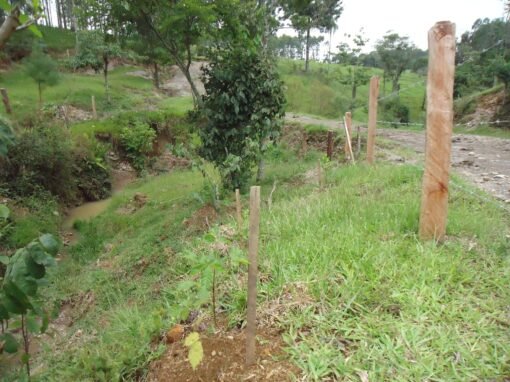 Adequação Ambiental de Propriedades Rurais