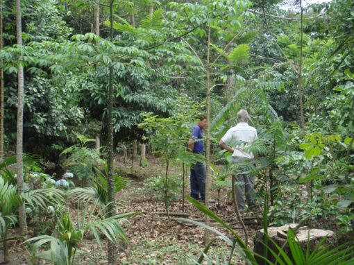 Enriquecimento Ecológico de Florestas Secundárias