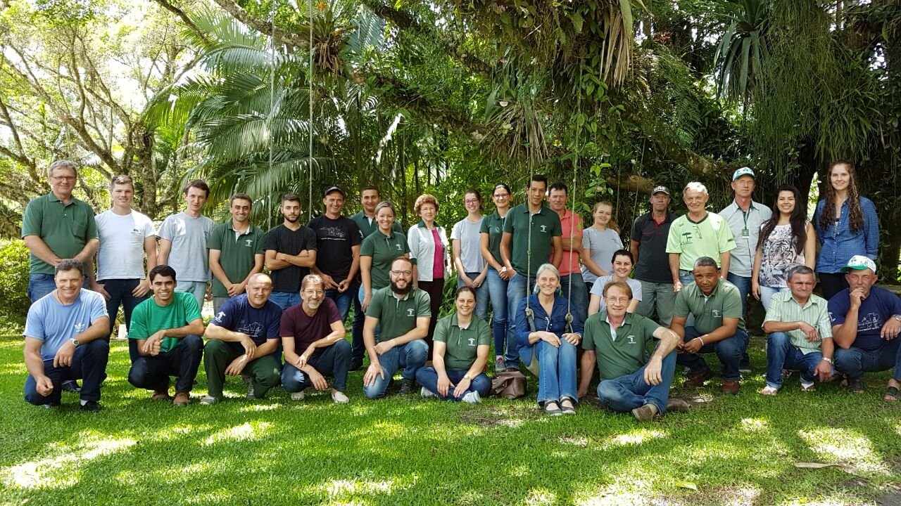 Toras de Araucária desmatadas ilegalmente.